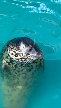 A harbor seal enjoying a swim in tranquil blue waters.
