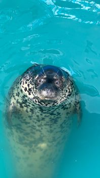 Playful harbor seal swimming and looking directly at the camera in vibrant blue water.