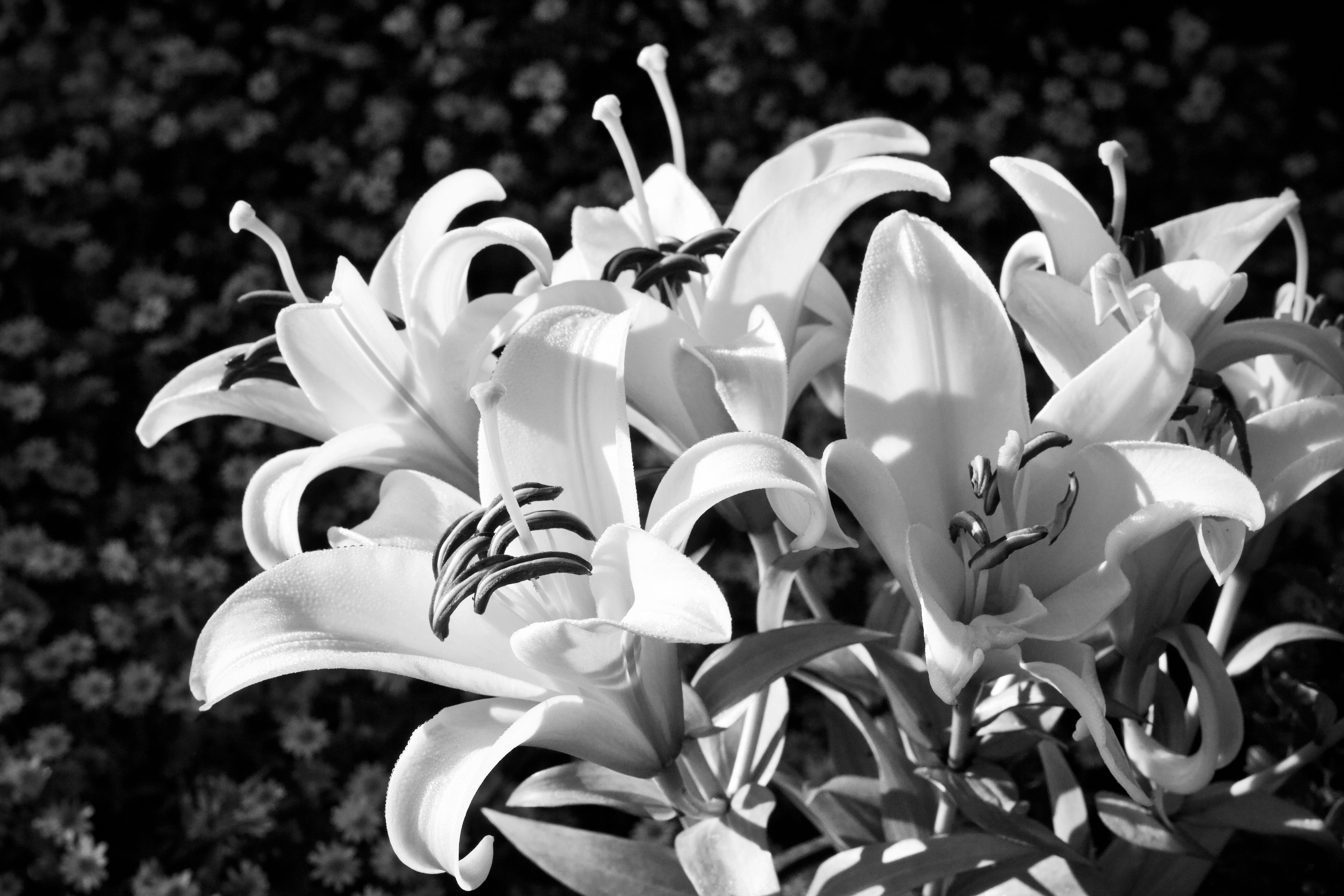 Striking black and white photo of elegant lilies in full bloom.