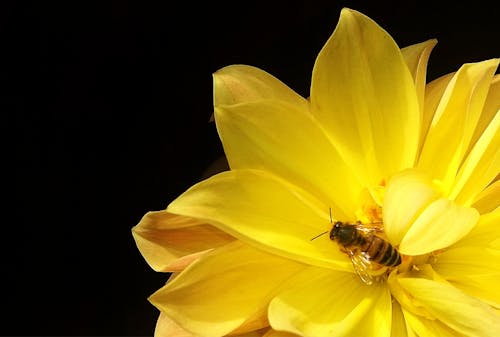 Free stock photo of bee, cell phone image, flora