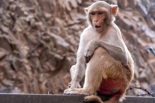 Free A Rhesus Macaque monkey sitting on a ledge against a rocky background, observing its surroundings. Stock Photo