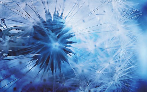 Free stock photo of blue, cell phone photography, dandelion