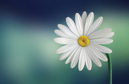 Free White and Yellow Flower With Green Stems Stock Photo