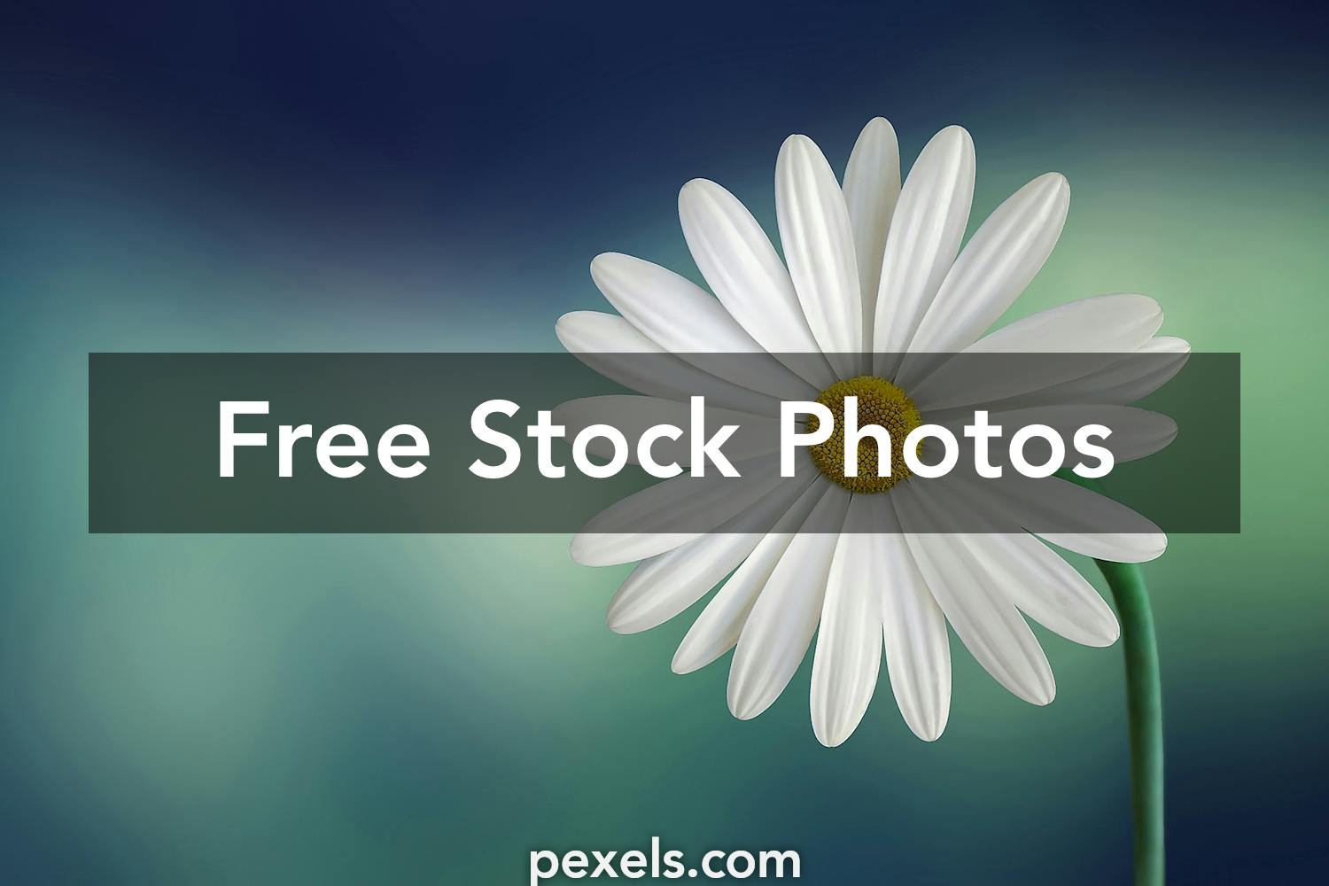 Daisies pictures free