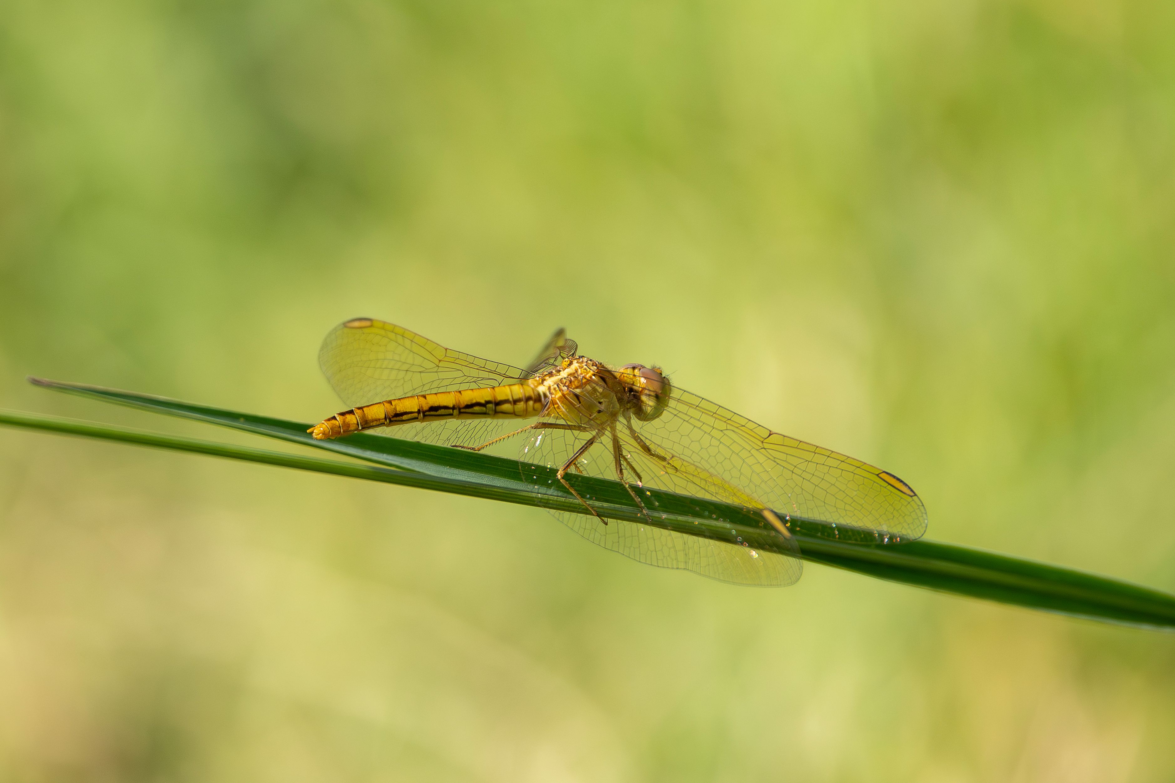 Golden Dragonfly on Green Leaf in Australia · Free Stock Photo