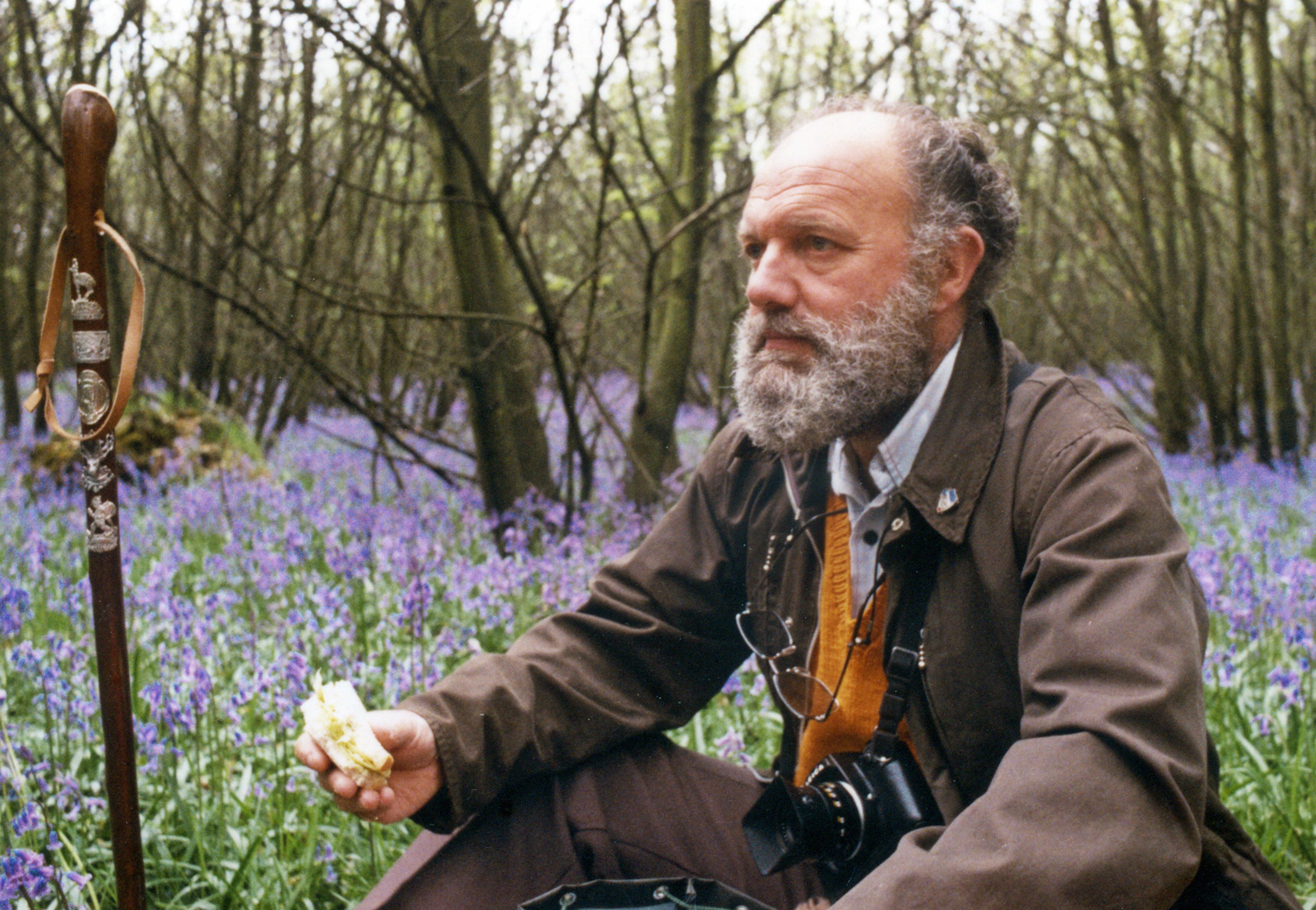 Bearded man enjoying sandwich in serene bluebell woodland with camera.