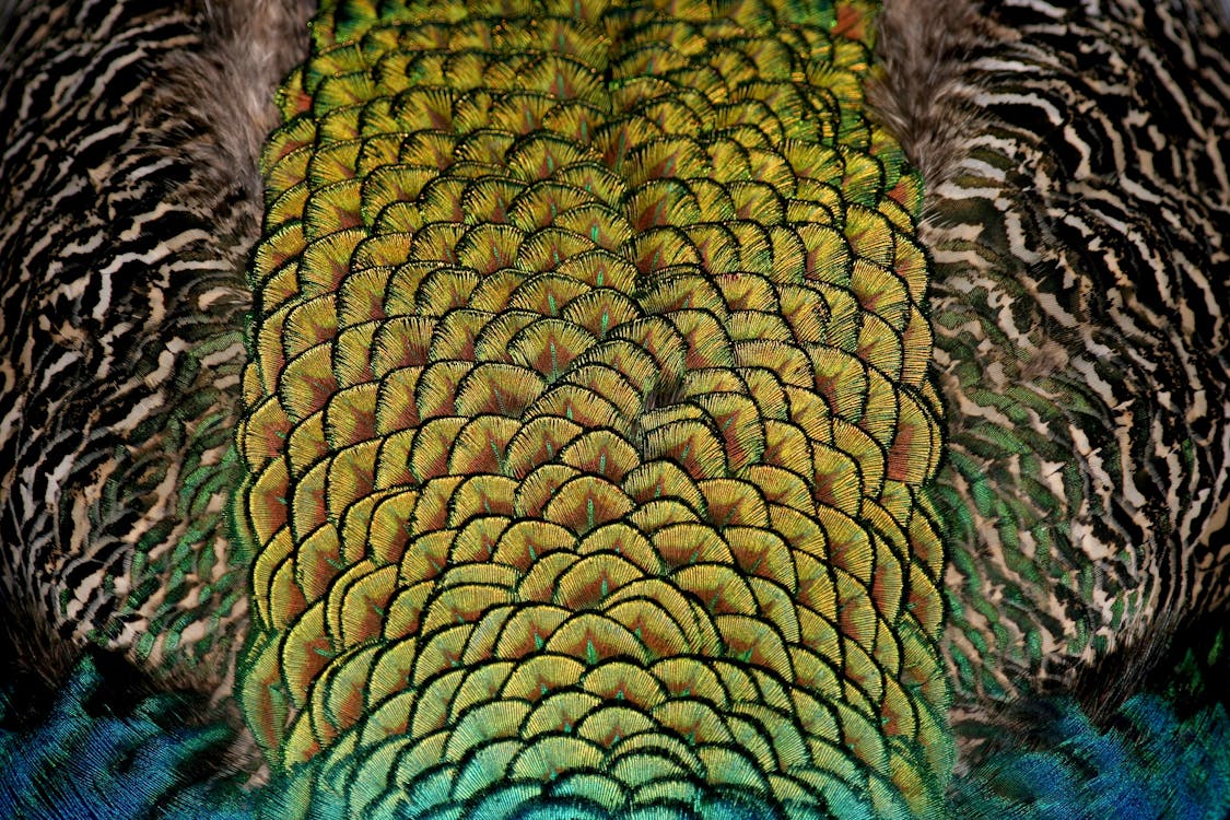 Fotografi Close Up Seni Kuning, Hitam, Dan Coklat