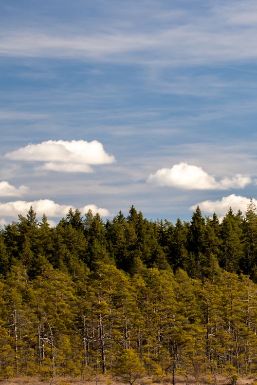 Free Tranquil forest view in Jönköpings län, Sweden with blue sky and fluffy clouds. Stock Photo
