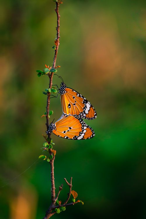 Free Close-up of monarch butterflies mating on a leafy branch against a blurred green background. Stock Photo