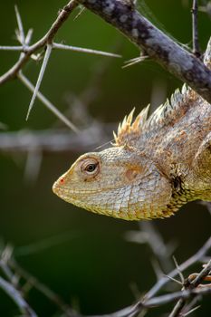 chameleon photo