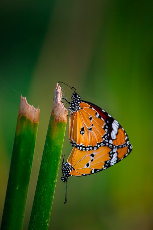 Free Two Danaus chrysippus butterflies perched on green bamboo shoots against a blurred background. Stock Photo