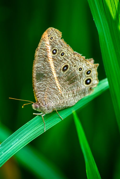 Free Detailed close-up of a brown butterfly resting on a green leaf in a natural setting. Stock Photo
