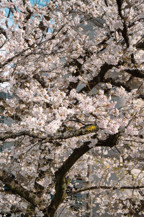 Free Cherry blossom tree in full bloom with Tokyo skyscraper backdrop, capturing spring's beauty. Stock Photo