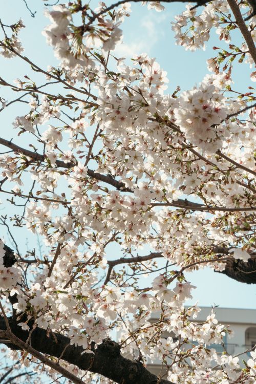 Free Beautiful cherry blossoms blooming in Tokyo, Japan, symbolizing springtime renewal and beauty. Stock Photo