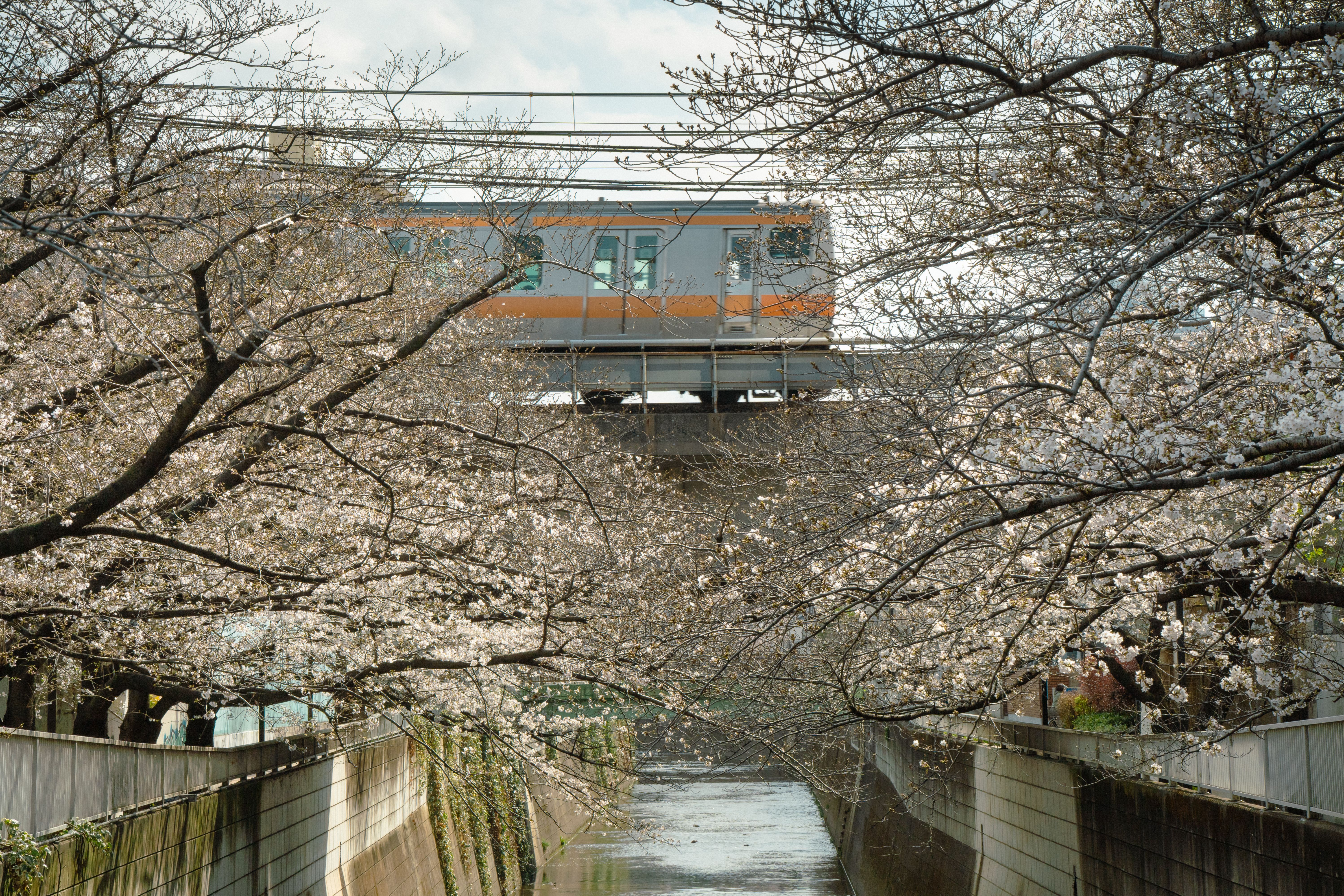 A train passes through cherry blossom trees in Tokyo, depicting a serene spring scene.
