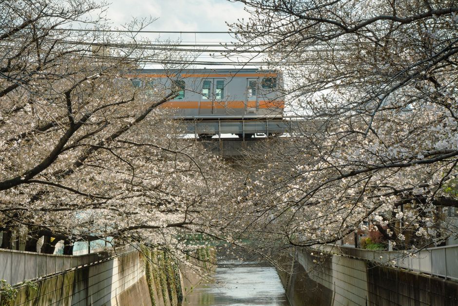 A train passes through cherry blossom trees in Tokyo, depicting a serene spring scene.