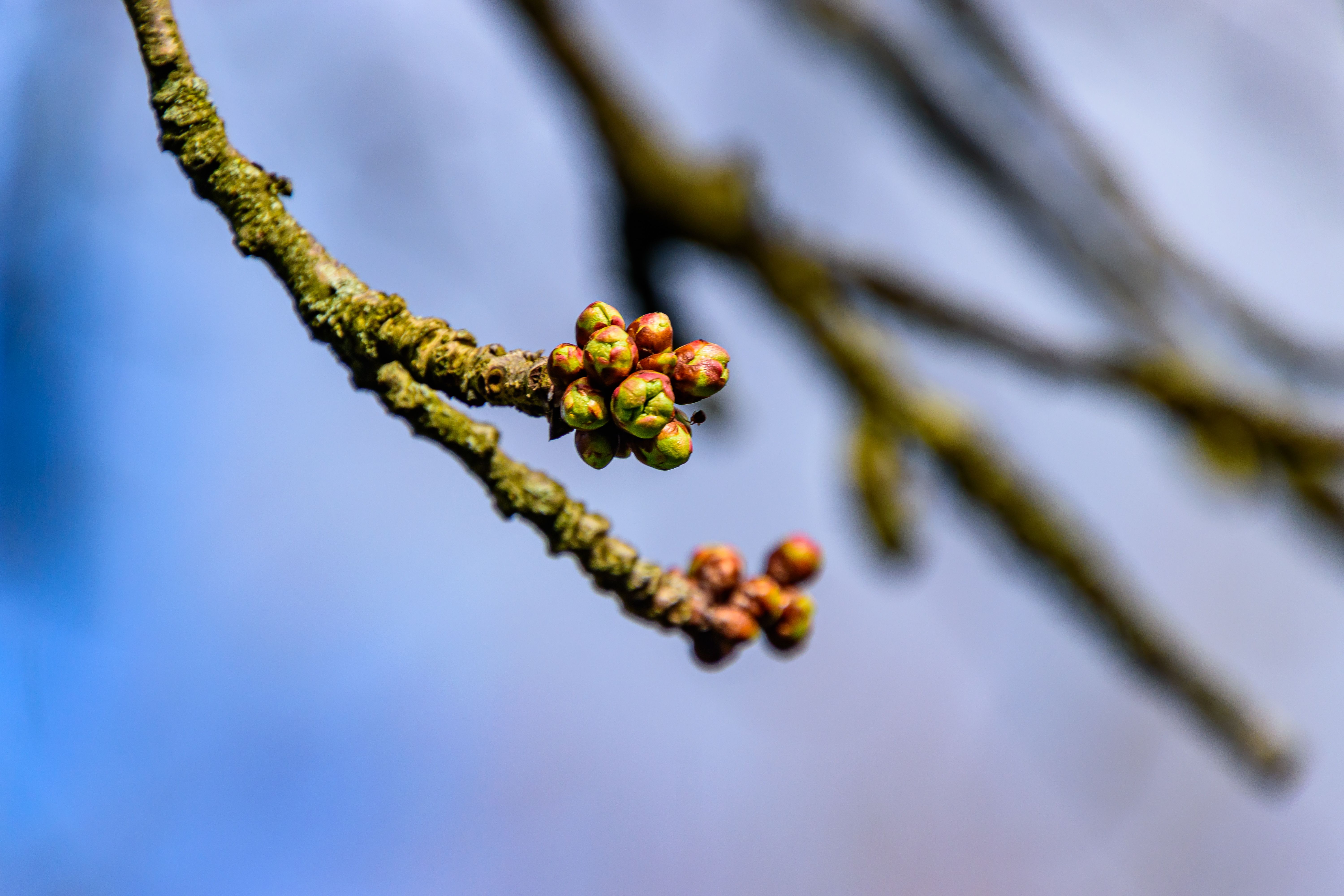 Close-up of Budding Tree Branch in Spring · Free Stock Photo