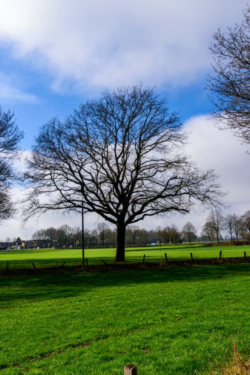 Free A solitary tree in a vibrant green field under a blue sky in Coesfeld, Germany. Stock Photo