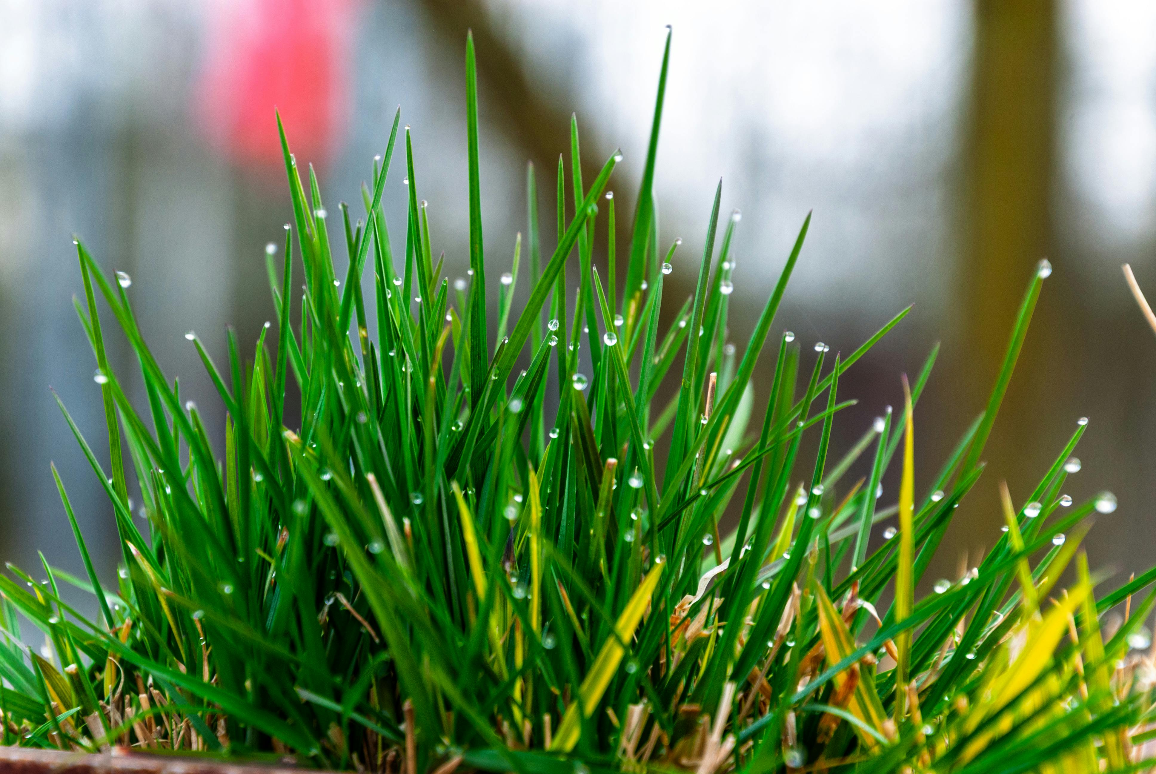 Waterlogged wet garden grass rainwater Dublin