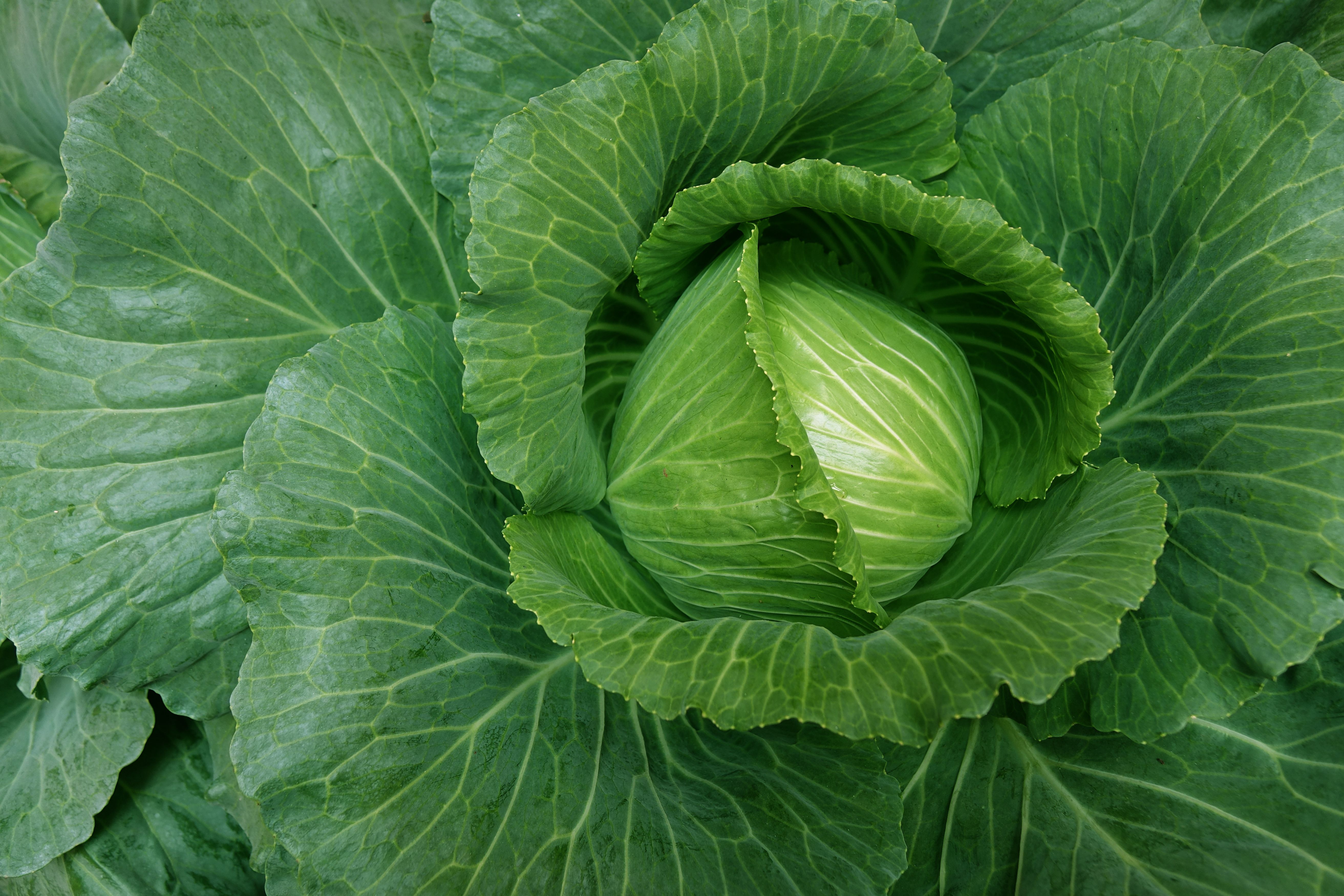 A detailed close-up of a fresh green cabbage with large leaves in a garden.