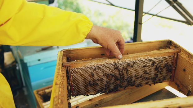 A beekeeper's hand holding a hive tool beside a frame