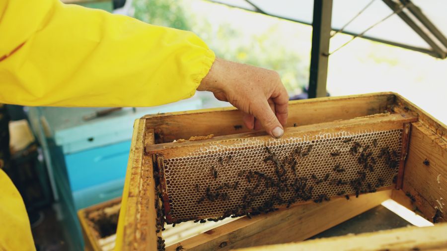 A beekeeper in a yellow suit examining a frame covered in bees