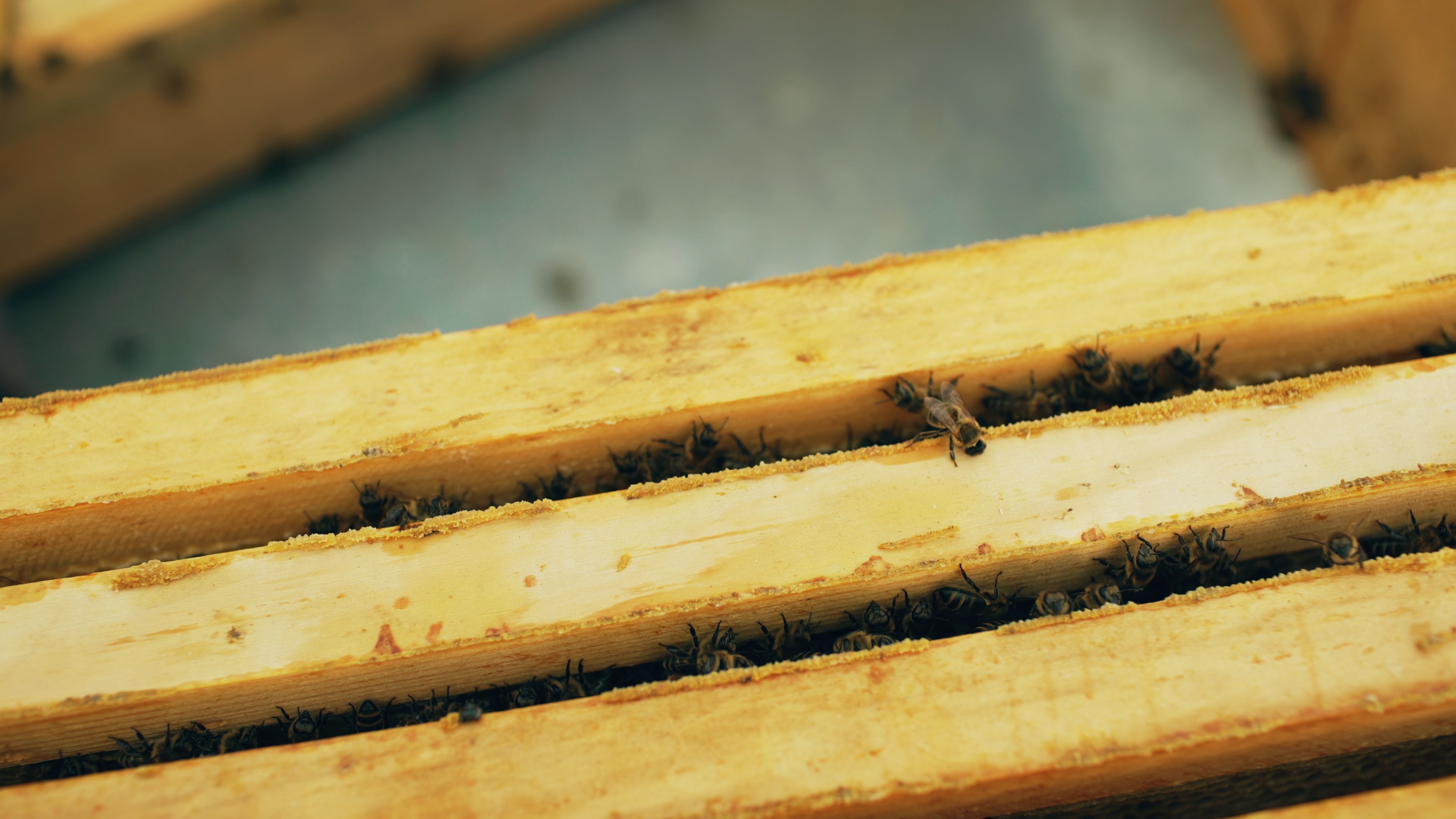 Understanding Chronic Urticaria: More Than Just Hives