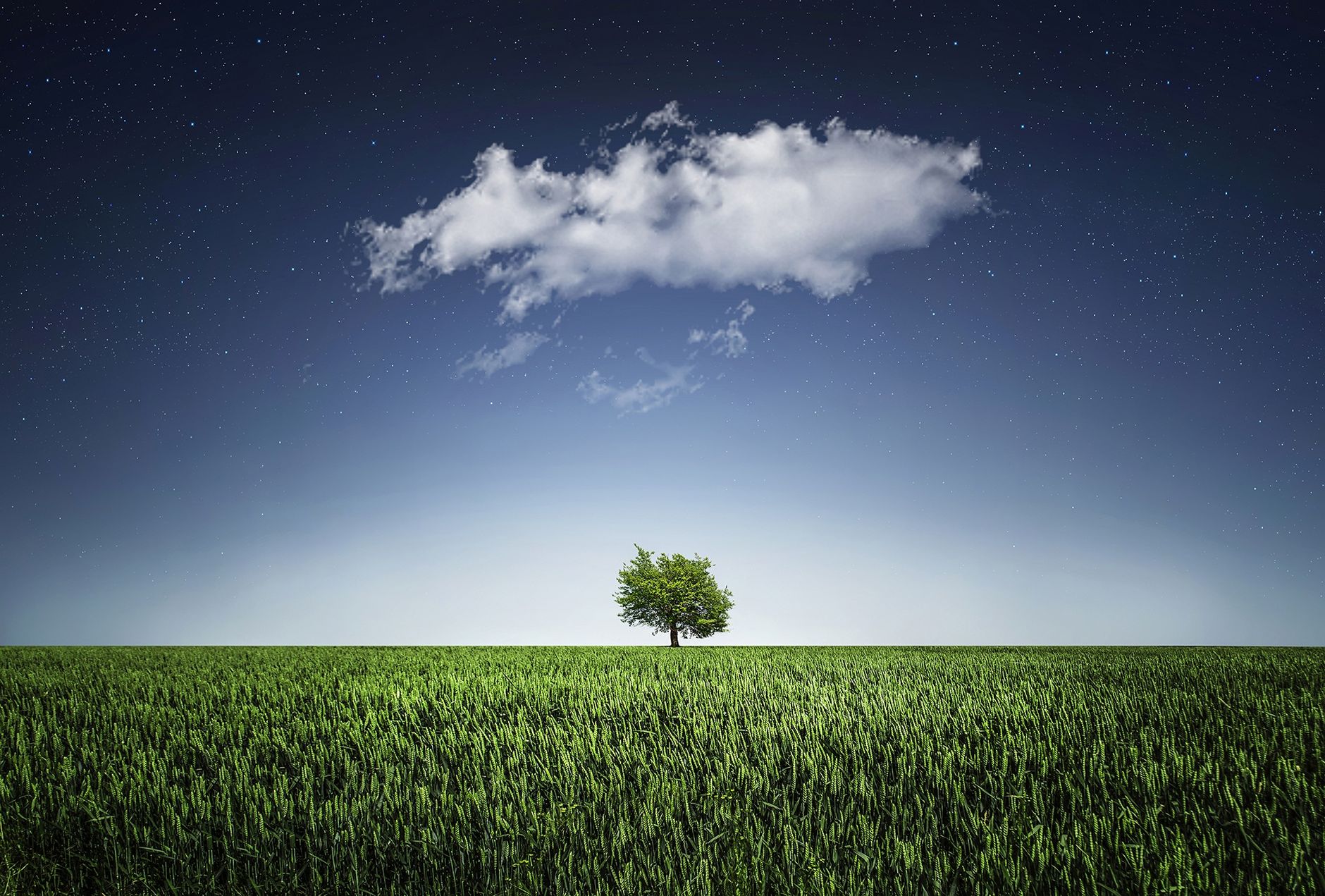 A solitary tree in a field beneath a cloud and star-filled night sky, showcasing nature's serenity.