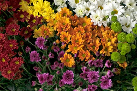 Close-up of a colorful chrysanthemum bouquet featuring red, yellow, orange, and white flowers.
