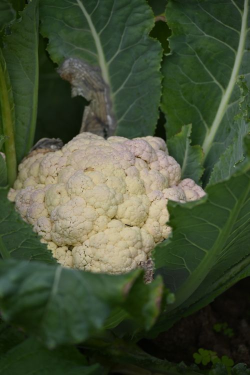 Free Close-up of a cauliflower plant with lush green leaves in a garden setting. Stock Photo