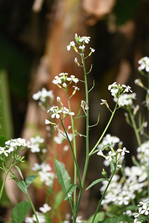 Free A close-up of delicate white wildflowers blooming in a natural setting. Stock Photo
