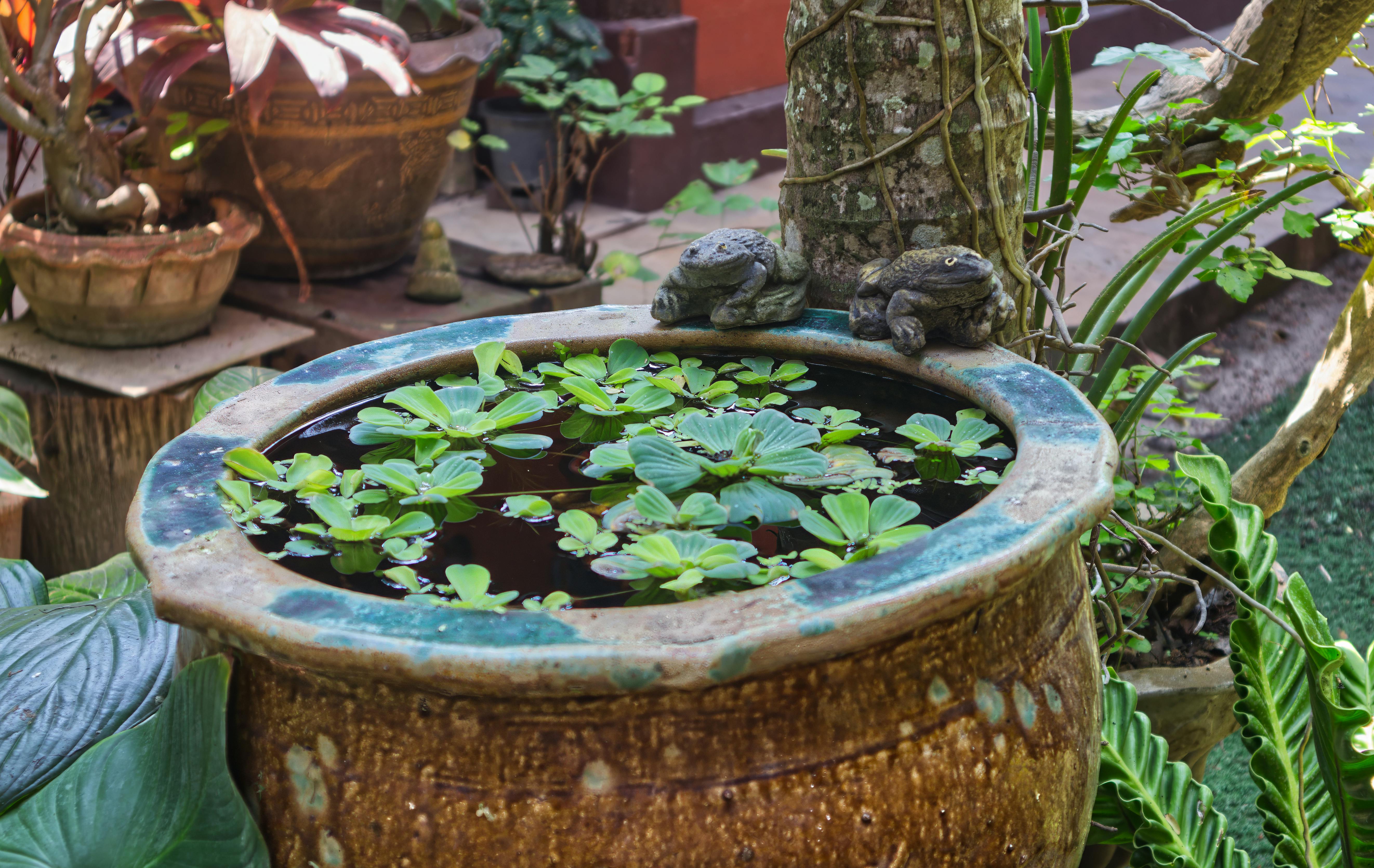 Building a Dedicated Frog & Toad Pond: A Step-by-Step Guide to Creating a Natural Pest Control Habitat in Your Small Garden