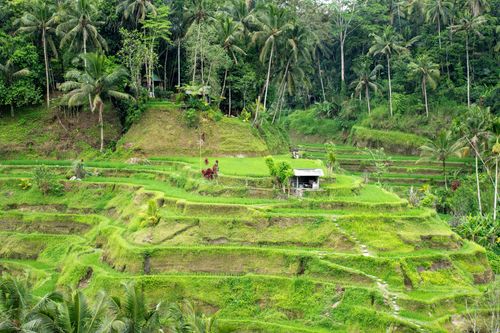 Free Explore the stunning green rice terraces of Bali, highlighting the region's natural beauty and agricultural heritage. Stock Photo