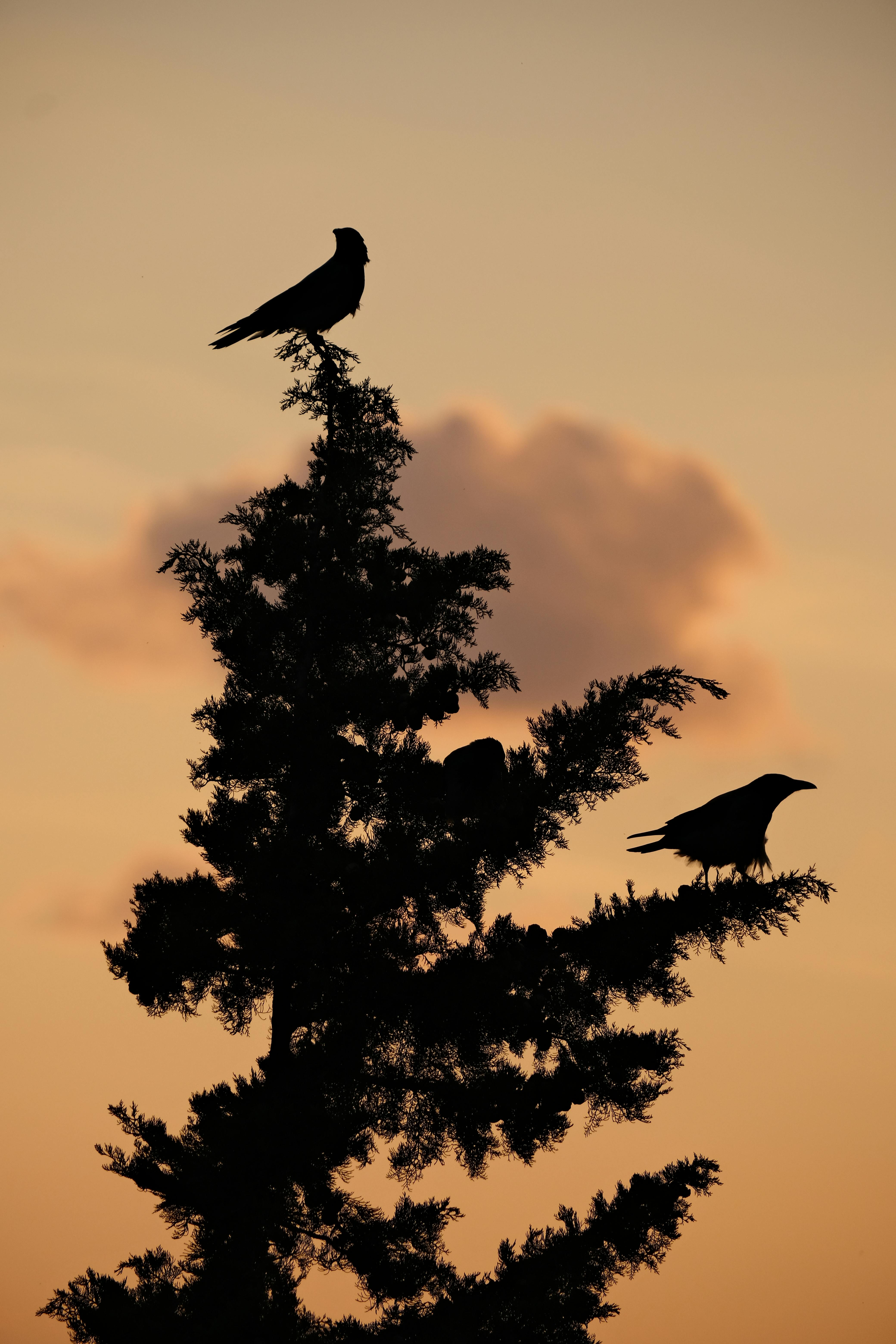 Majestic silhouettes of crows perched on a tree during a serene sunset.