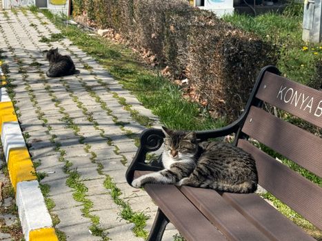 Two cats lounging on a sunny park bench in Konya, Turkey, adding charm to a peaceful park scene.