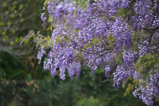 Purple wisteria flowers in full bloom on a lush green backdrop. Ideal for spring-themed projects.