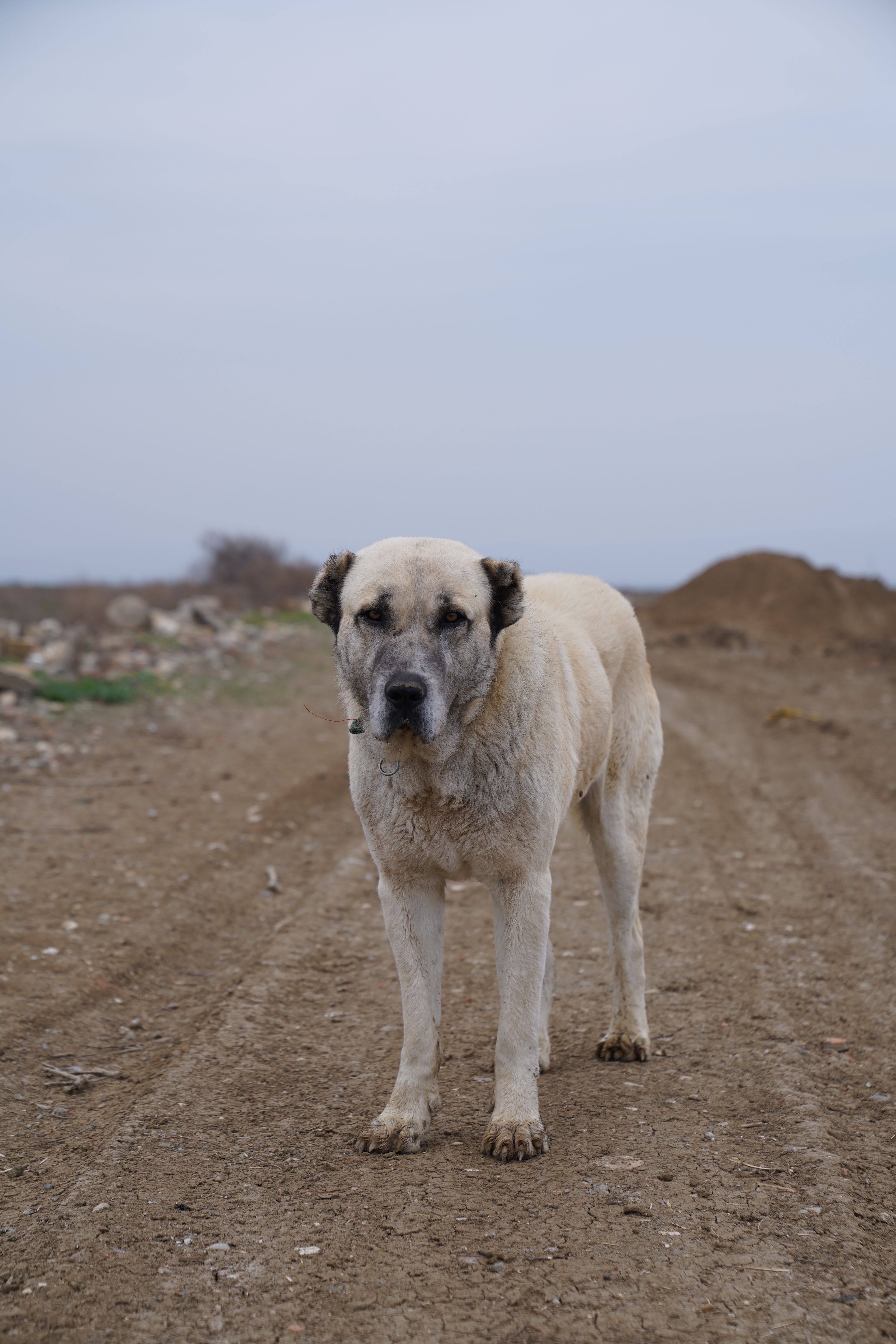 Anatolian Shepherd Dog stands alert on a rural dirt path under a clear sky.