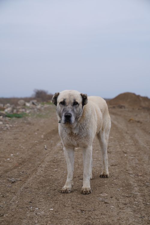 Free Anatolian Shepherd Dog stands alert on a rural dirt path under a clear sky. Stock Photo