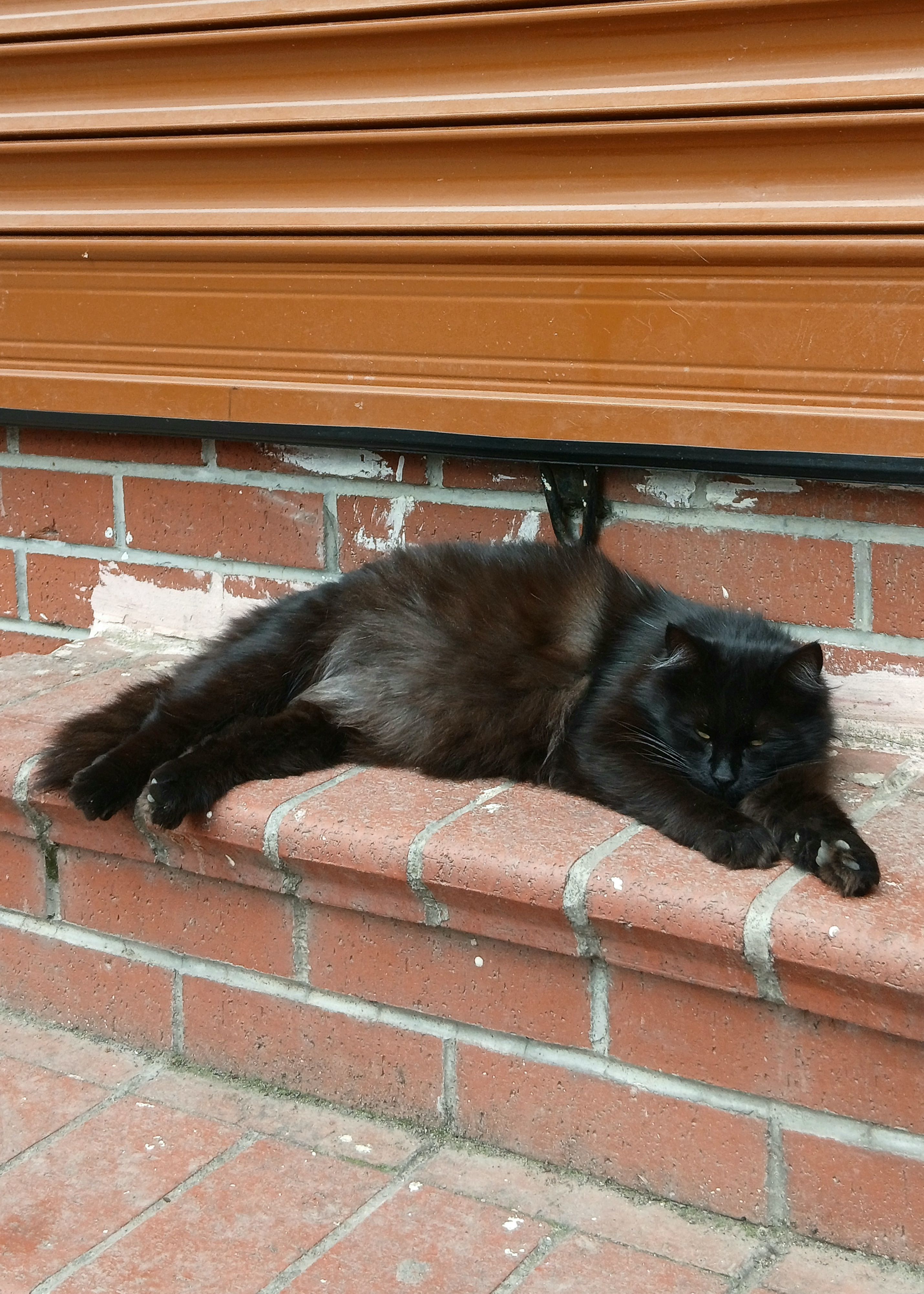 Gratis Un soffice gatto nero dorme placidamente su un gradino di mattoni davanti a una porta avvolgibile, godendosi l'aria aperta. Foto a disposizione