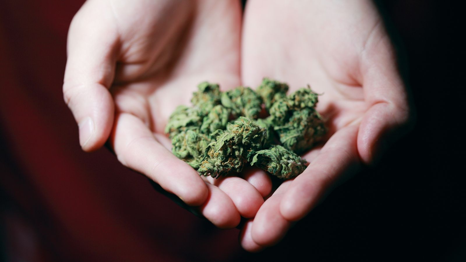 Close-up photo of hands gently holding marijuana buds, highlighting natural medicine.