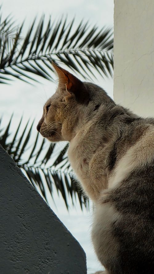 Free A cat peacefully gazes outdoors from a porch, framed by a palm frond. Stock Photo