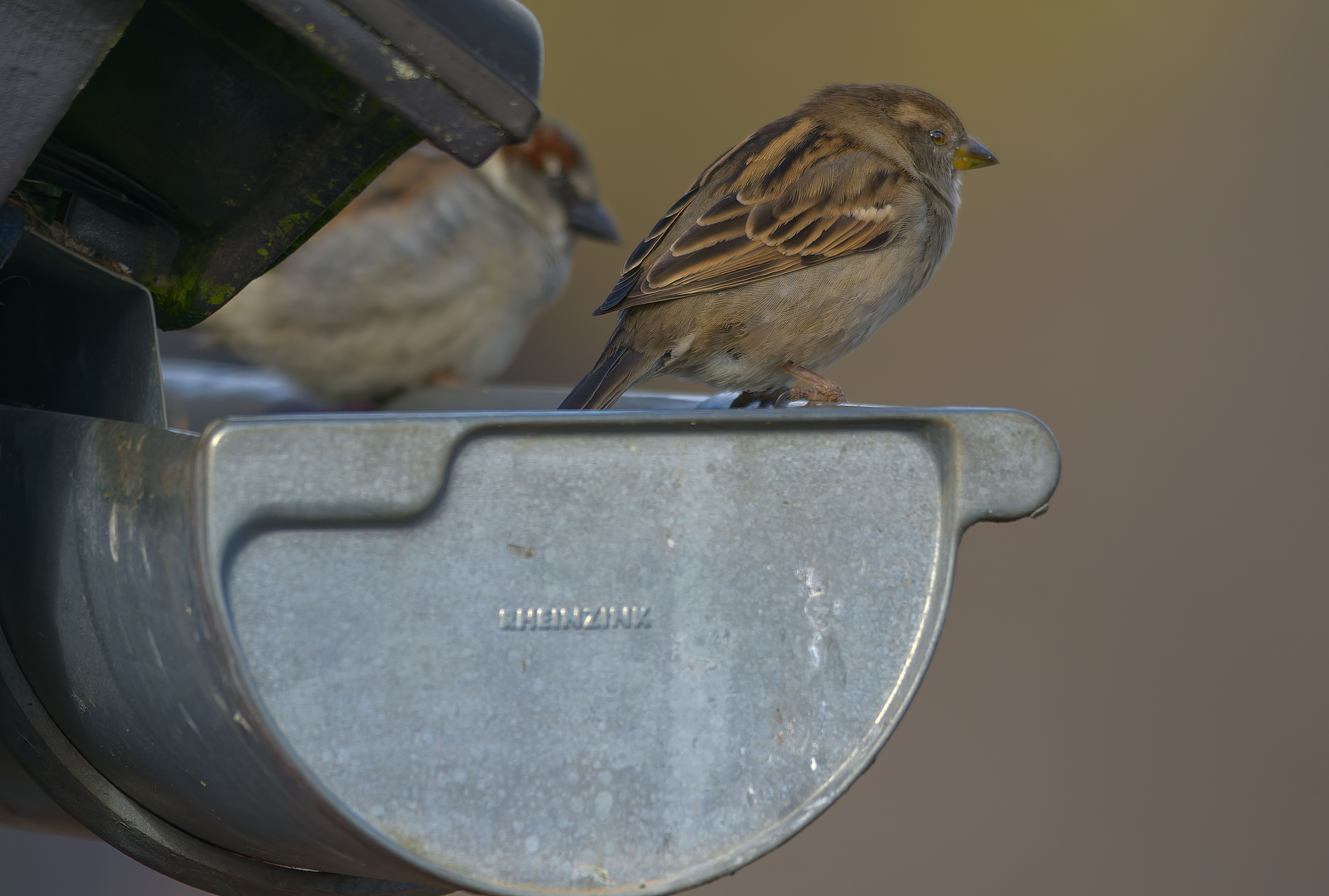 Two house sparrows perched on a metal gutter in a natural setting.