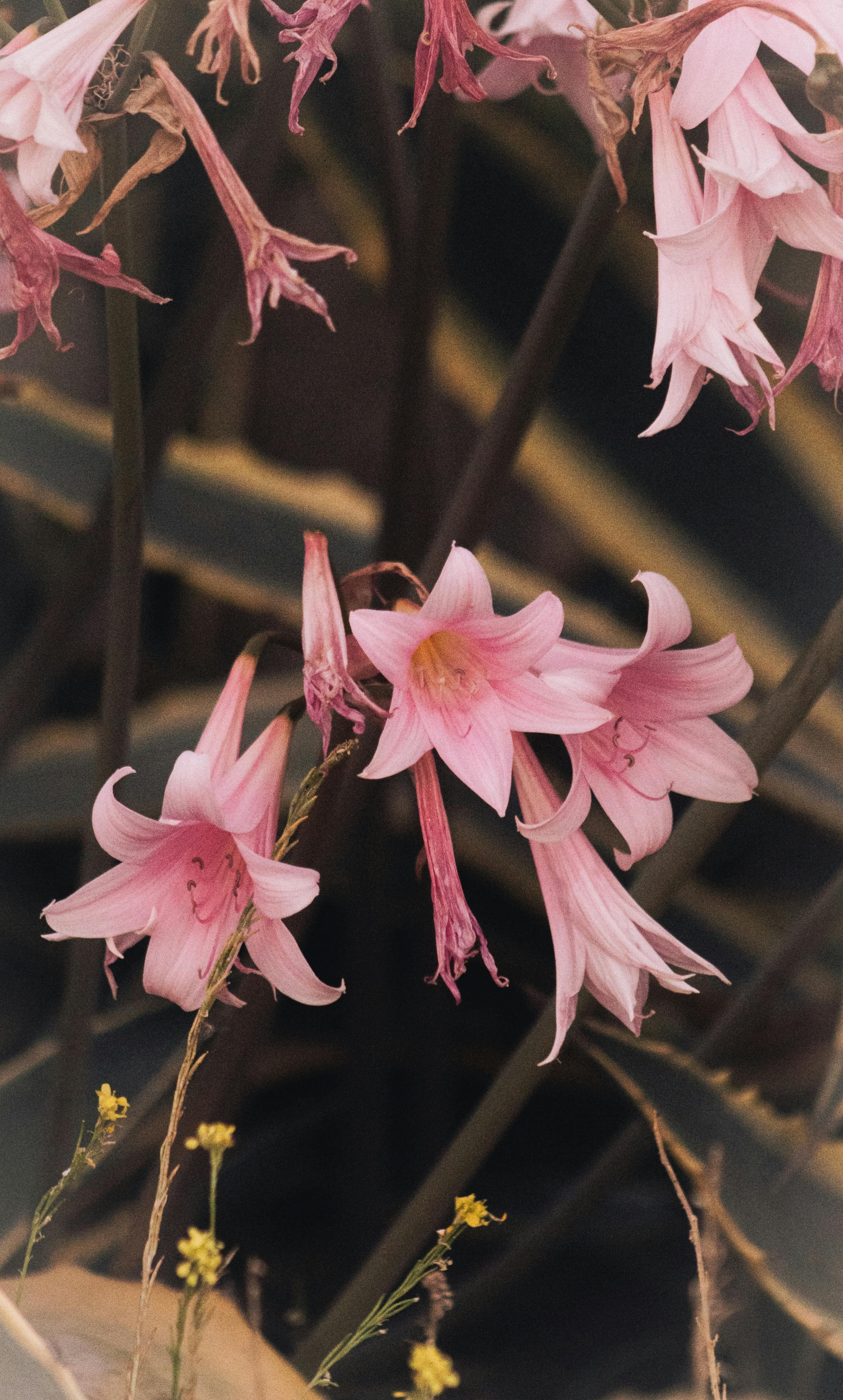 [ColoSach]-close-up-of-striking-pink-amaryllis-flowers-in-full-bloom,-capturing-nature's-beauty-in-valparaíso,-chile.