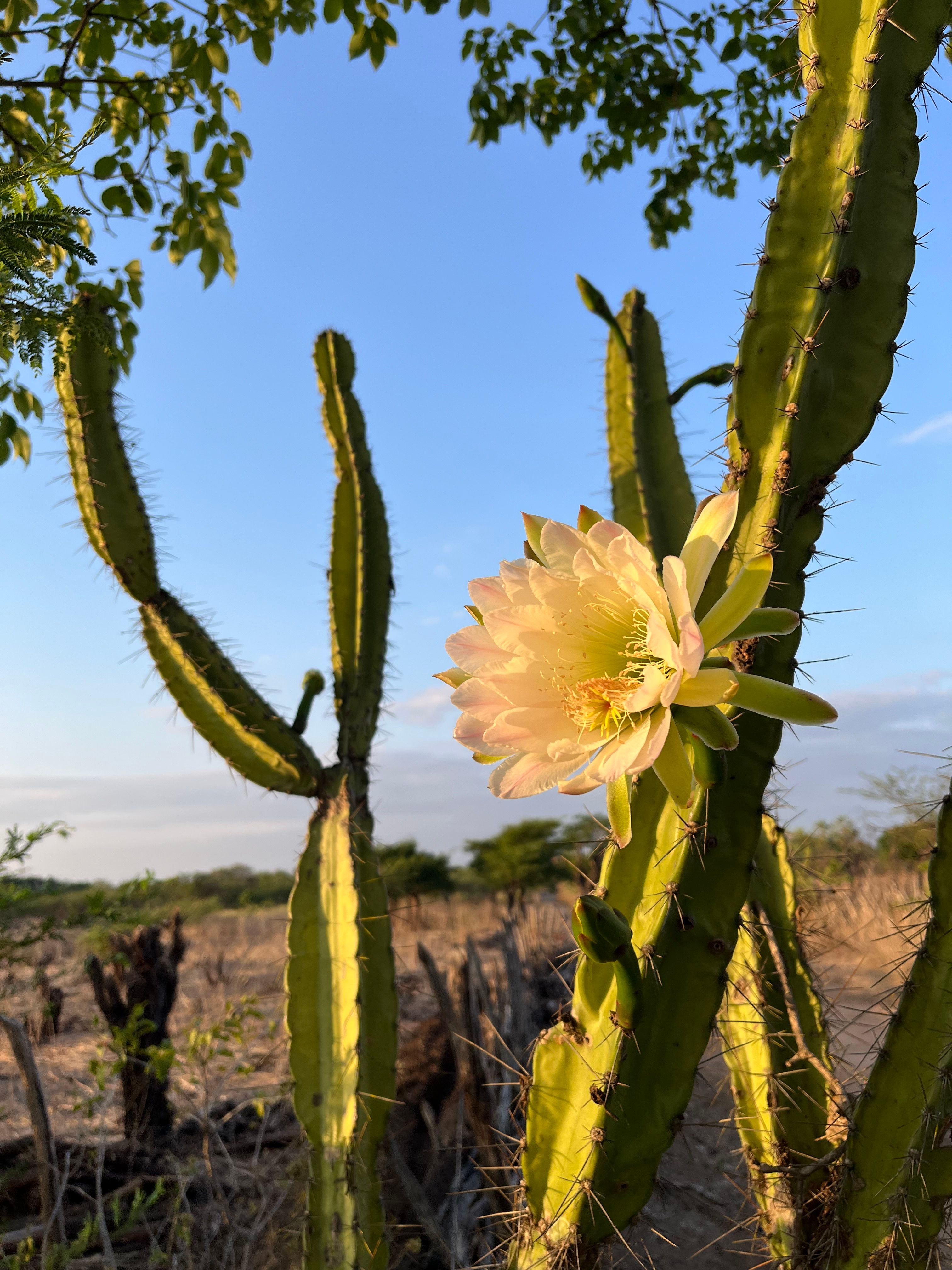 Nacht Blhender Cereus Photos, Download The BEST Free Nacht Blhender  Cereus Stock Photos & HD Images