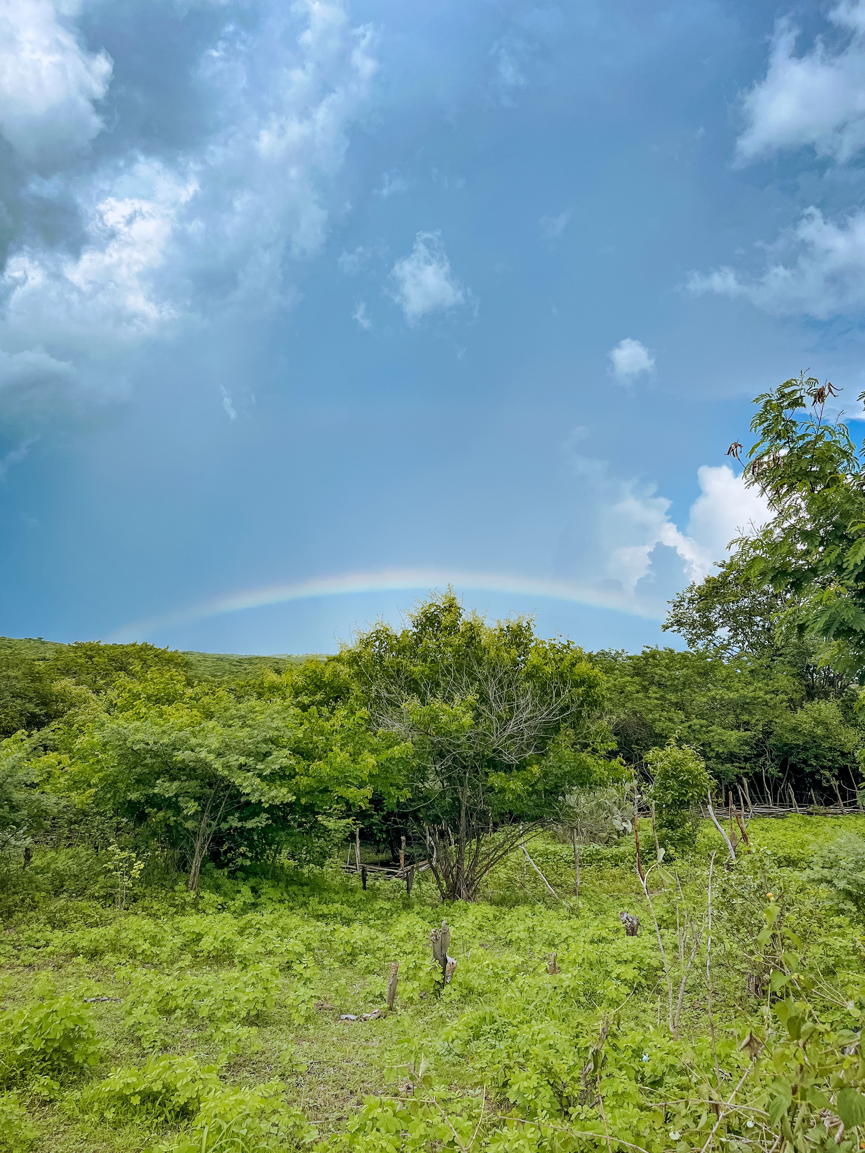 Scenic Landscape with Rainbow and Lush Greenery · Free Stock Photo