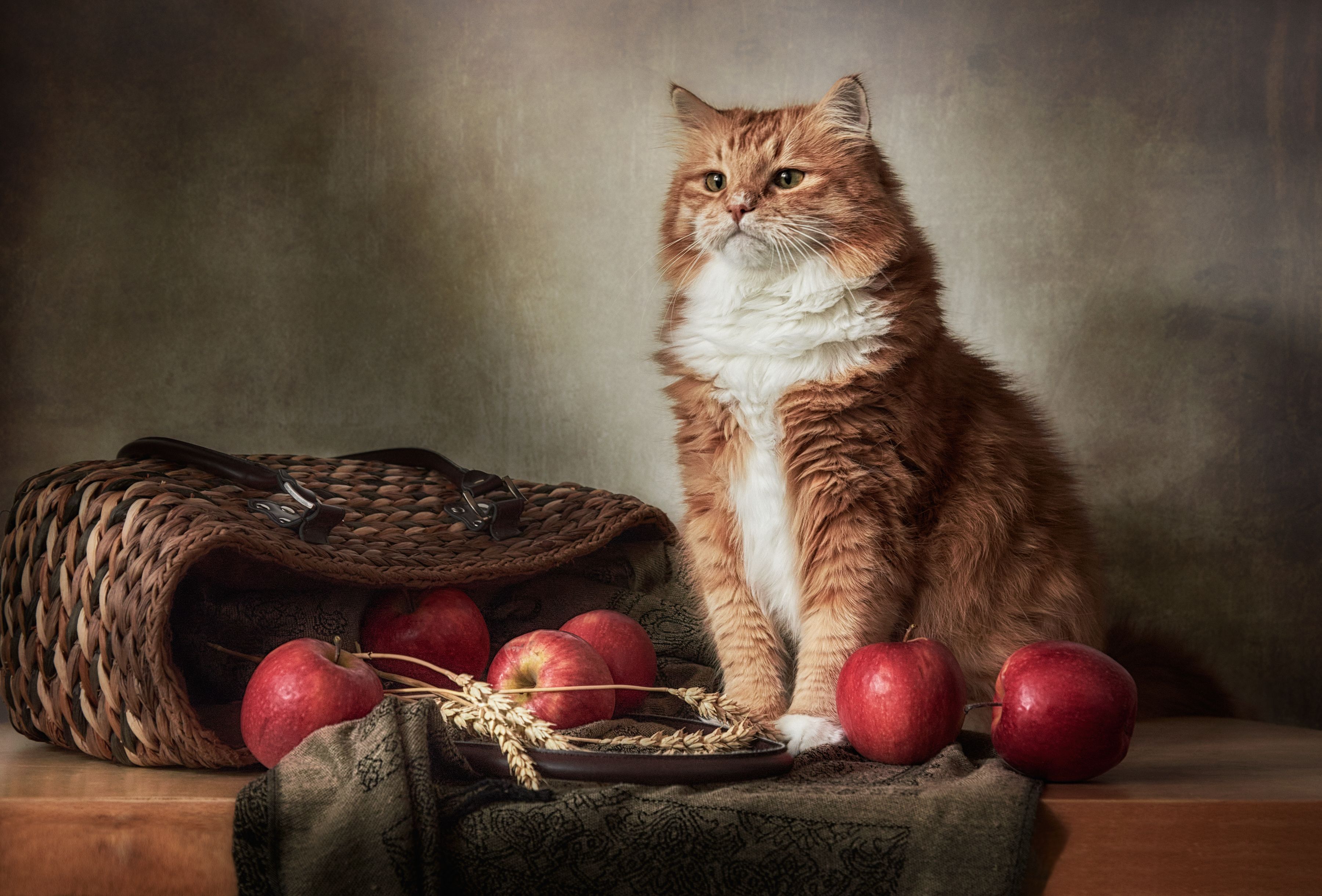 Katze mit Pflegeprodukten