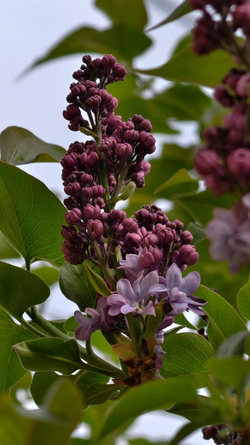 Free Vibrant lilac flowers blooming against a lush green backdrop outdoors captured in detail. Stock Photo