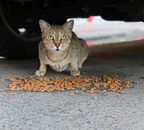A stray cat with green eyes eating kibble under a car in Dubai, UAE.