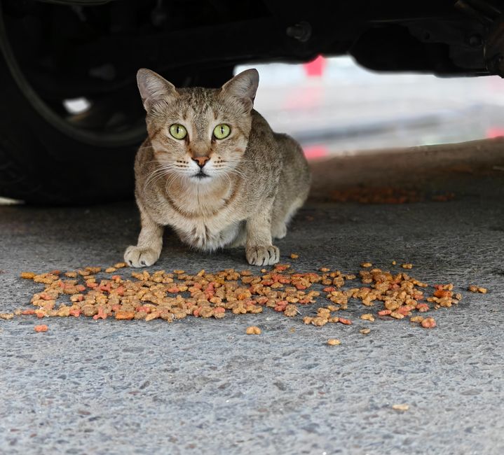 wet vs dry cat food the healthier choice revealed 2024 2026