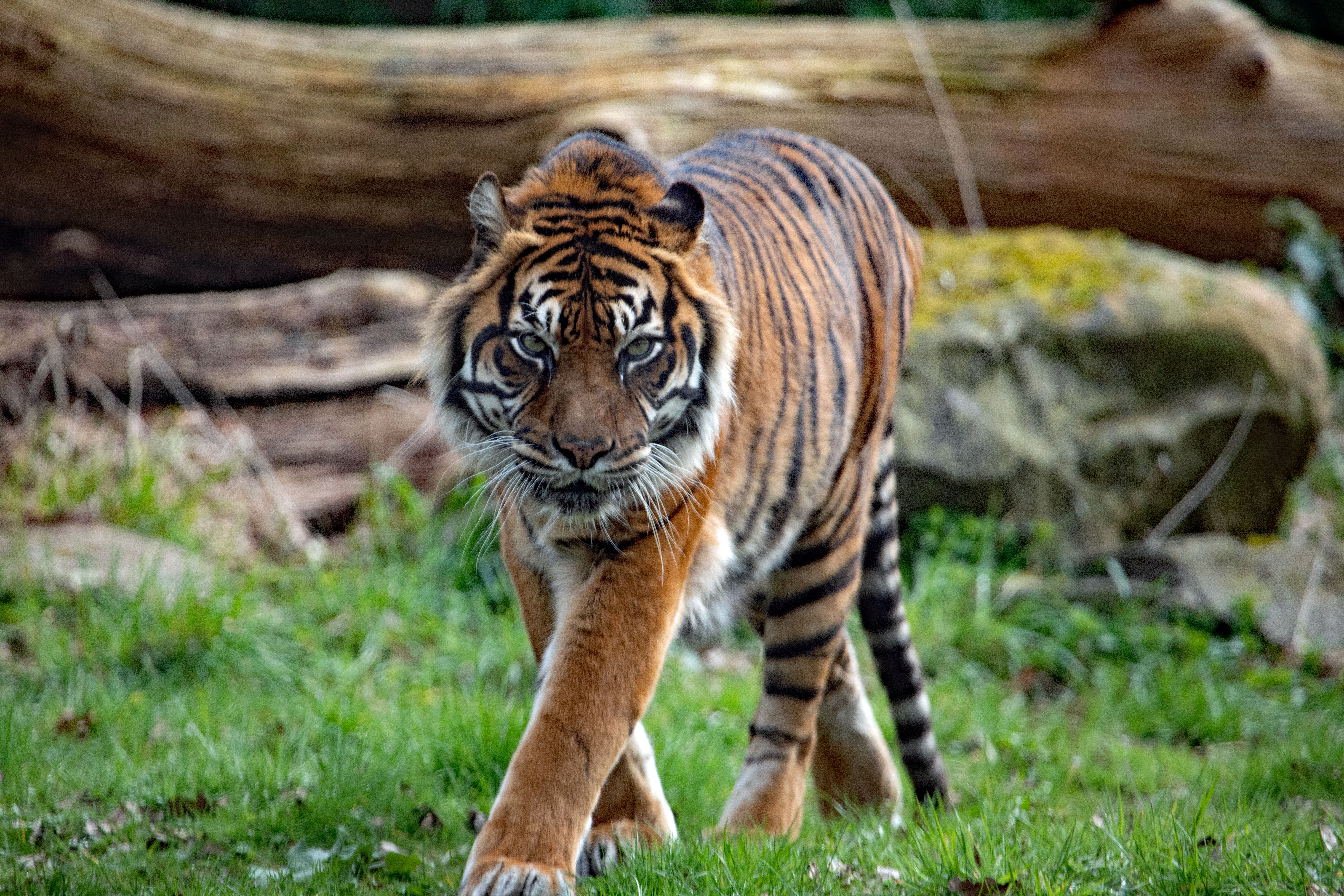 gratis Close-up van een Sumatraanse tijger die door een weelderige, natuurlijke omgeving sluipt. Stockfoto